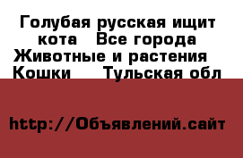 Голубая русская ищит кота - Все города Животные и растения » Кошки   . Тульская обл.